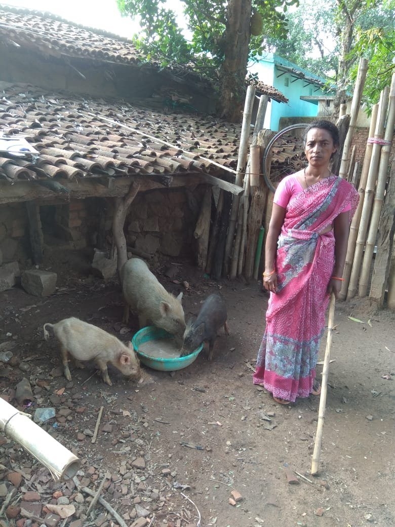 Piggery Development & Support