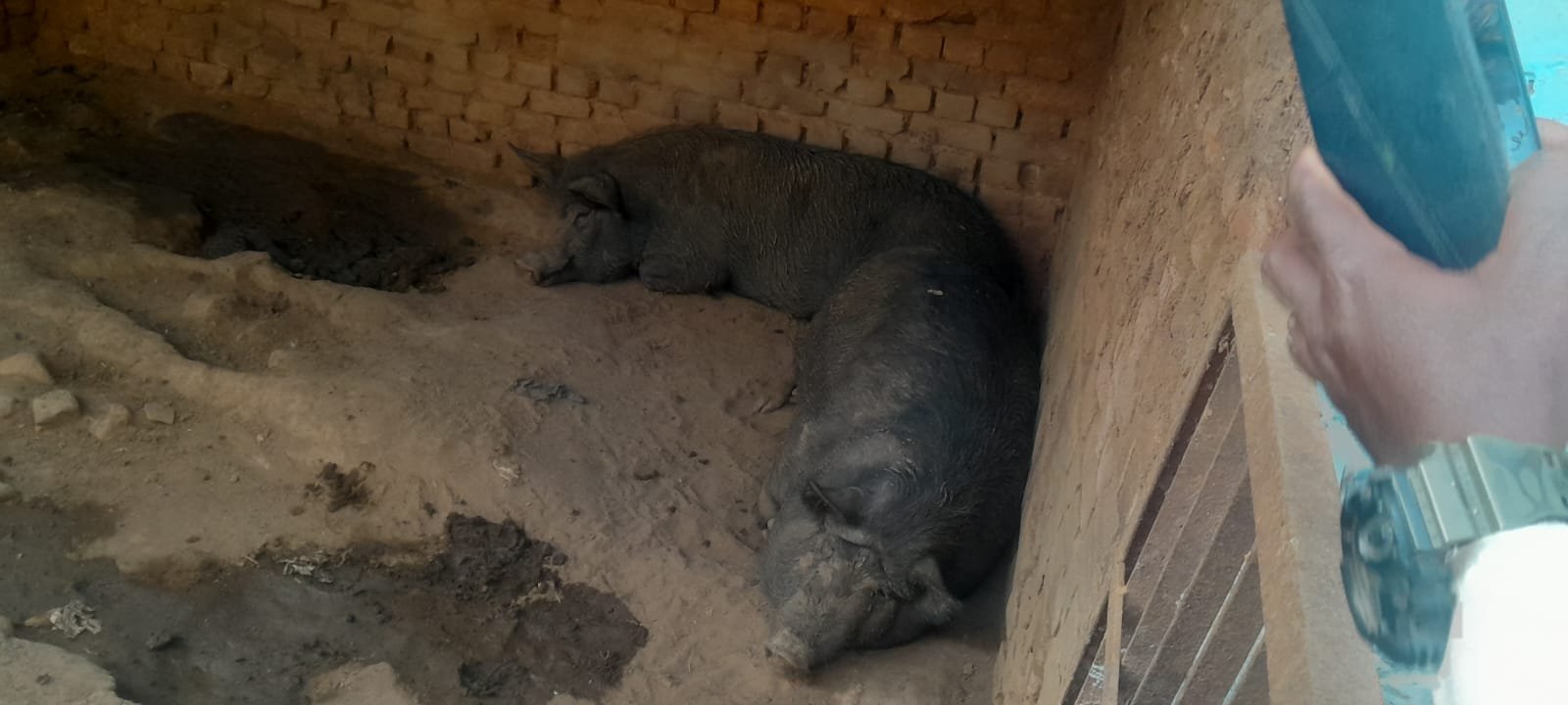 Piggery Shelter Management