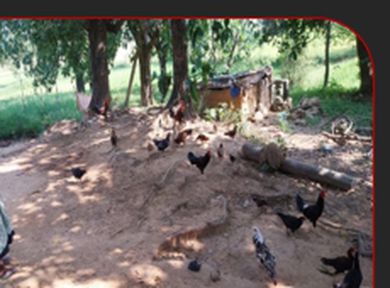 Himmi Kullu Poultry Farm Meromdega