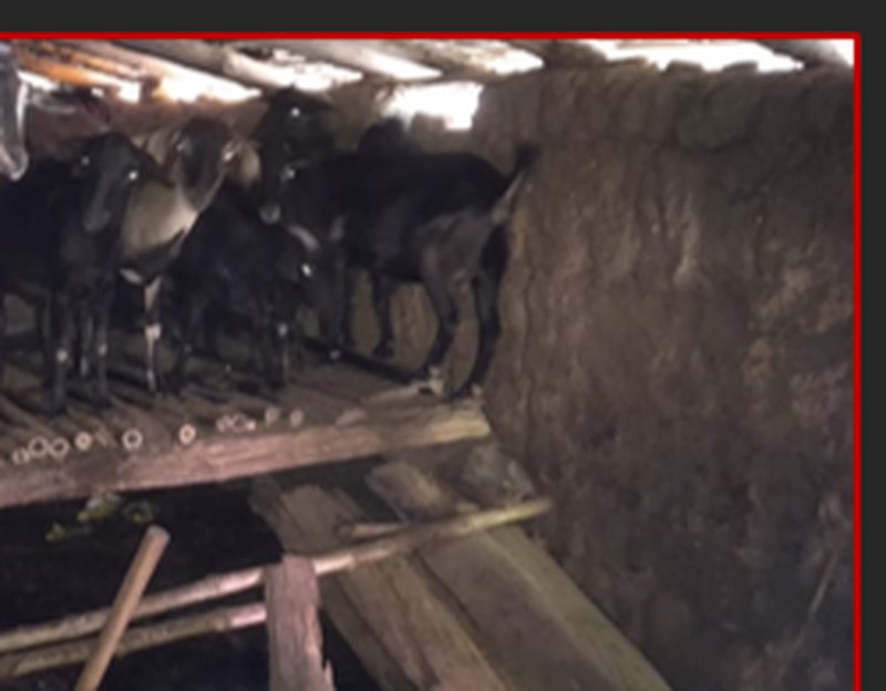 Organized bamboo goat shelter built by Laxmi Devi